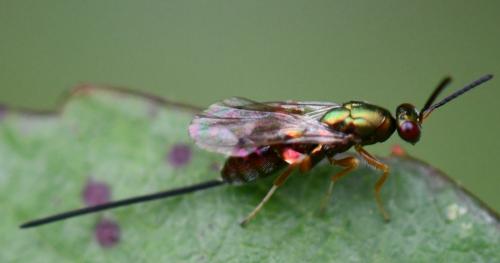 Torymus sp.
